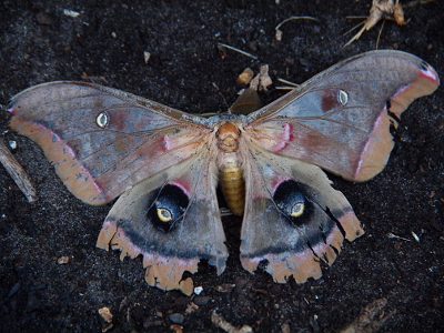 [The moth's wings are completely spread with an eye in each of the four wings. The oval eye has a dark center with a thick white rim. The eyes in the lower wings have dark patches around the eye. The wings are shades of brown with some pinkish marks. The outer half inch of all the wings is a dark tan color. The body is yellowish tan.]